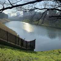 【千代田区】千鳥ヶ淵公園