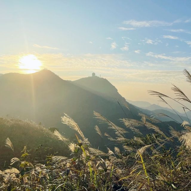 東洋山睇芒草