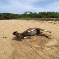 【沖縄･石垣島】海で乗馬が楽しめる‼️