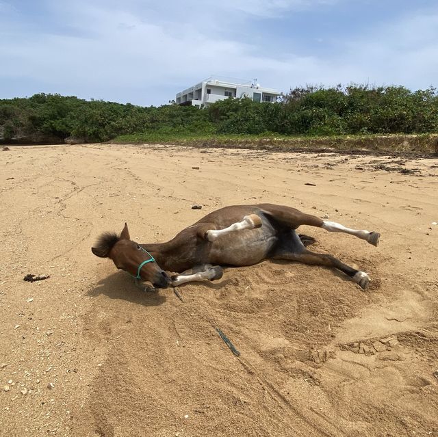 【沖縄･石垣島】海で乗馬が楽しめる‼️