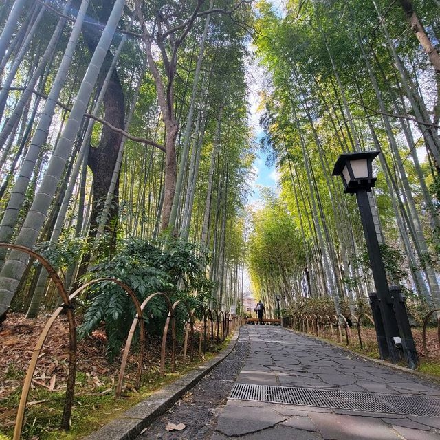 【修善寺】竹林の小径