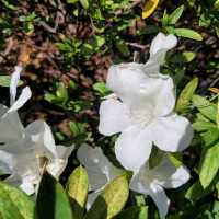 賞花好去處 ～ 中山紀念公園 