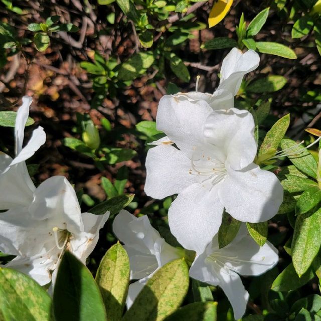 賞花好去處 ～ 中山紀念公園 