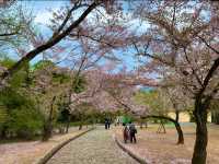 京都　KYOTO SAKURAめぐり❗️竹林の小径〜嵐山公園(亀山地区)〜保津峡のあたりを散策してみた！