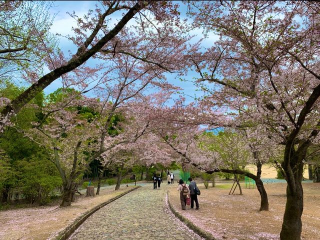 京都　KYOTO SAKURAめぐり❗️竹林の小径〜嵐山公園(亀山地区)〜保津峡のあたりを散策してみた！