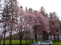 北海道　静内桜めぐり❗️ 二十間道路桜並木の桜に感動❗️