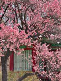 서울도 벚꽃 폈댱🌸