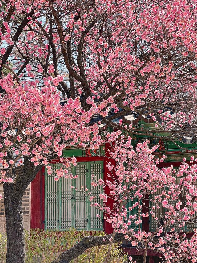 서울도 벚꽃 폈댱🌸