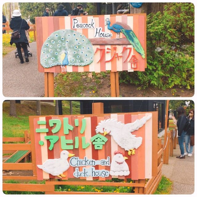 旭山動物園　クジャク舎&にわとり・アヒル舎