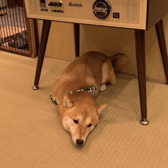 일본 후쿠오카 시바견 카페
