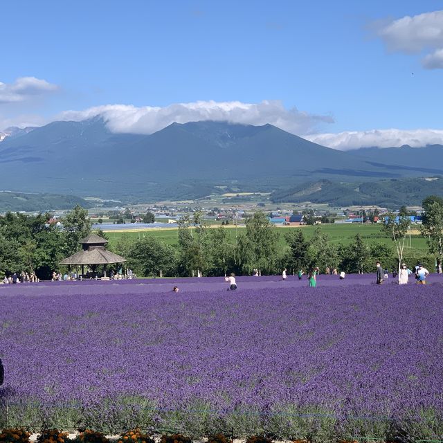 北海道観光ハイライト　ファーム富田はラベンダーシーズン💕