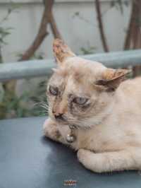 คาเฟ่ลับๆสไตล์โฮมมี่ใจกลางปากคลองตลาด