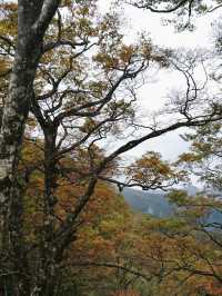 迷幻金黃秋葉：宜蘭太平山山毛櫸步道