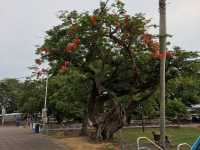 Taman Bunga Merdeka 🌺✨