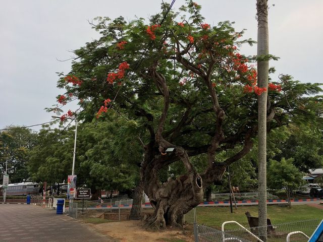 Taman Bunga Merdeka 🌺✨