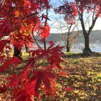 【岡山】城壁に美しい紅葉