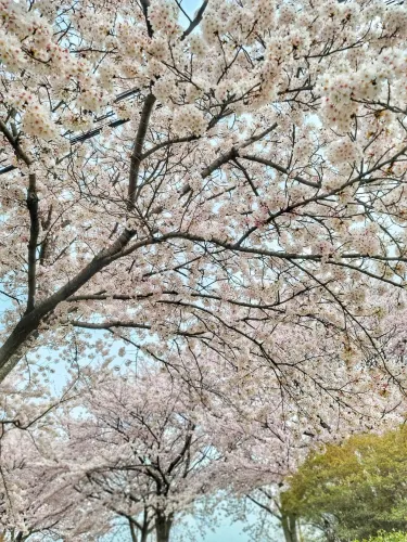 부산 벚꽃터널은 여기, 맥도공원🌸