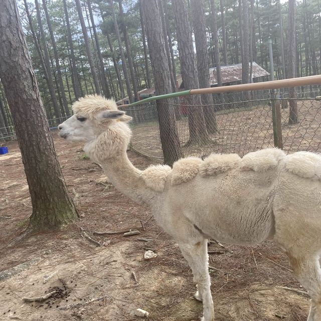 Zoodoo, Da Lat Zoo