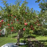 青森県 名物 りんご狩り🍎