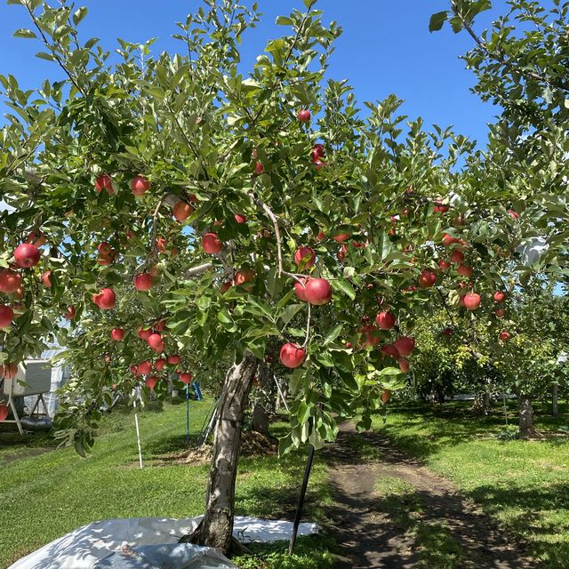 青森県 名物 りんご狩り🍎