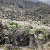 Cool Hiking at Kilimanjaro