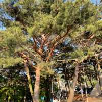 대천 오토 캠핑장 추천! #오토캠핑장 #캠핑 #텐트