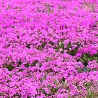 【栃木】まだまだ楽しめる芝ざくら