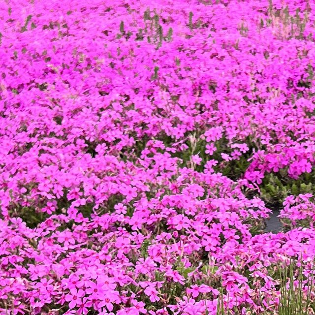 【栃木】まだまだ楽しめる芝ざくら