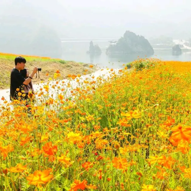 단양8경 가을꽃 단풍구경