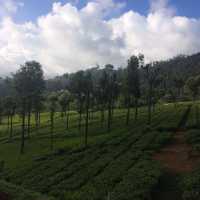 Pleasant smell of tea leaves in the air