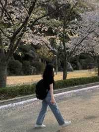 벚꽃 구경은 경희대학교에서 🏛️🌸