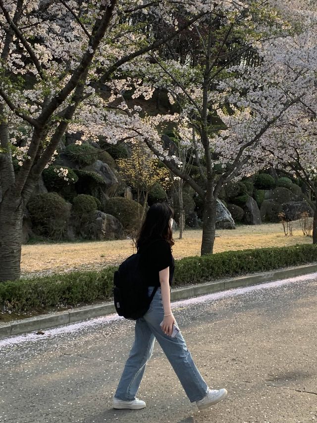 벚꽃 구경은 경희대학교에서 🏛️🌸