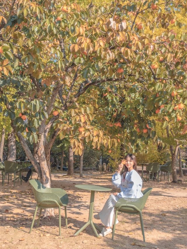 은행나무와 감나무가 있는 카페💛