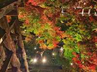 秋の京都。清水寺のライトアップ。『清水の舞台』