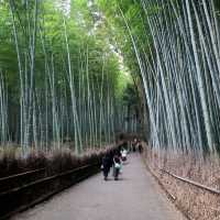 竹やぶ、紅葉が見頃に【常寂光寺】✨