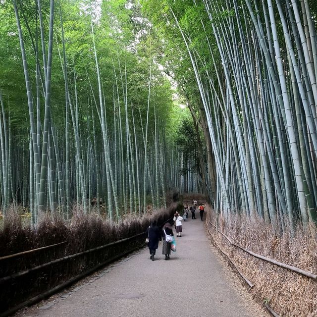 竹やぶ、紅葉が見頃に【常寂光寺】✨