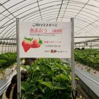 【いちご狩り】いろんな種類のいちご食べ放題！🍓🍓