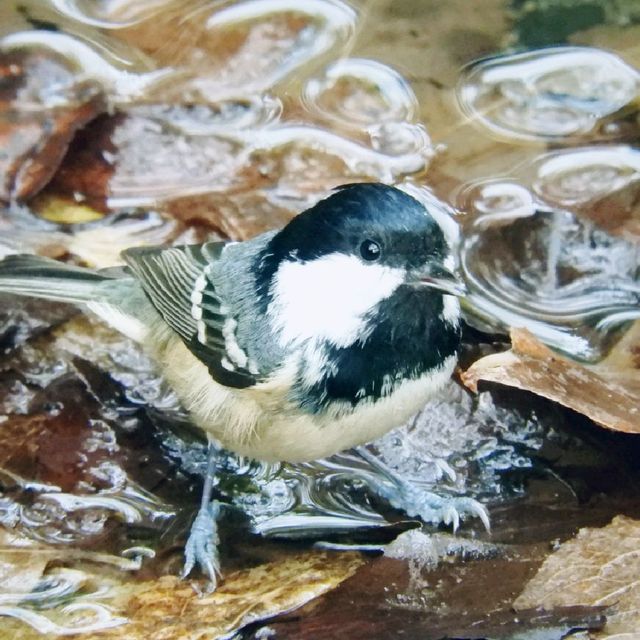 水浴び中の鳥を観察！