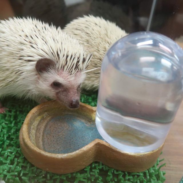 超可愛刺蝟🦔cafe