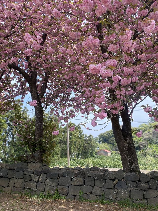 제주도 겹벛꽃, 봄 나들이💓