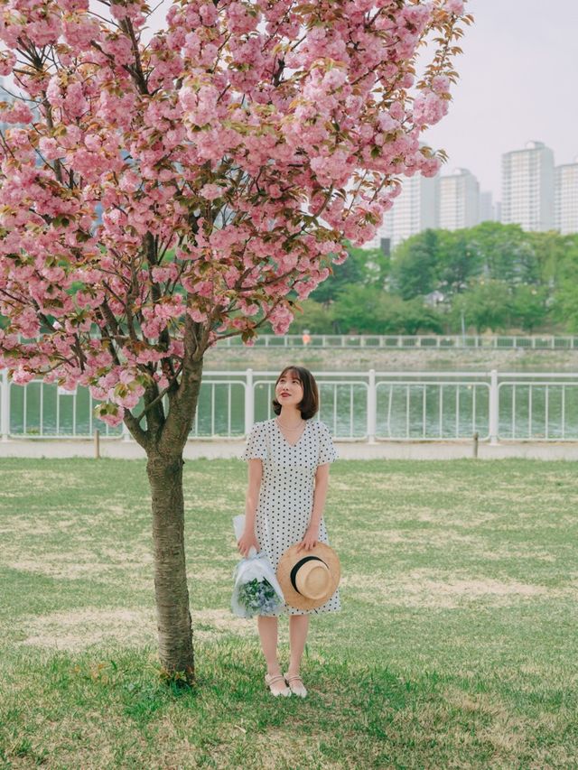 서울근교에서 겹벚꽃 보기 좋은 명소🌸