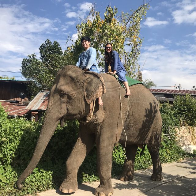 Thom’s Pai Elephant Camp