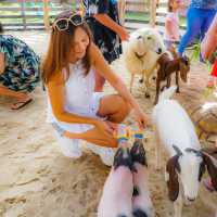 โรงแรมภูเก็ต มี Minizoo cafe ร้านอาหาร 