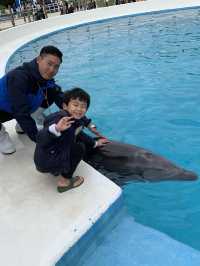 海豚餵食體驗學習 | 沖繩旅行