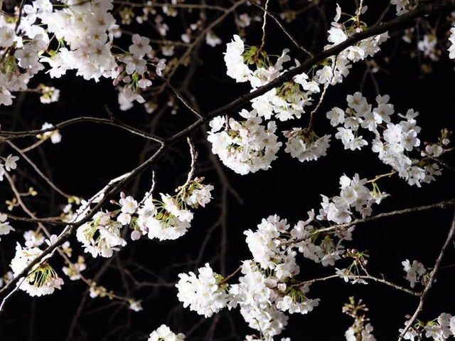 夜櫻絕景🌸🌸🤩🤩｜東京