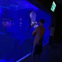 Seville aquarium 