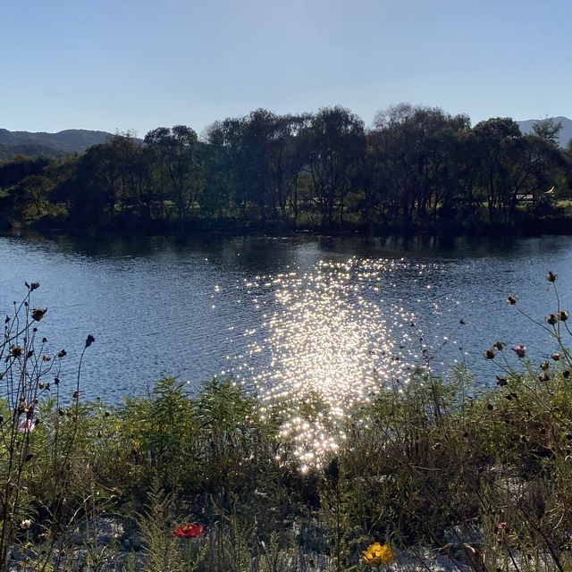 서울 근교 캠핑장 추천, 자라섬✨