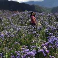 Northern Blossom 