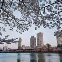 Blossoms at Seokchon Lake