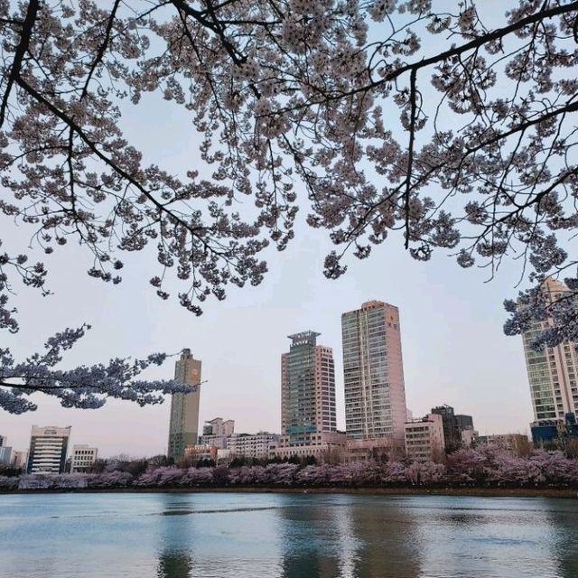 Blossoms at Seokchon Lake